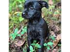 Kleo Yorkie, Yorkshire Terrier Puppy Female