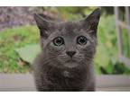 Ash Domestic Shorthair Kitten Male