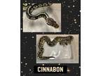 Adopt Cinnabon a Ball Python