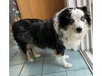 Luna Australian Shepherd Adult Female