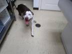 Speckles American Pit Bull Terrier Adult Male