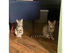 Maki Roll & Tamagoyashi Domestic Shorthair Kitten Female