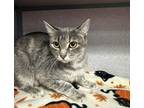 Annie~ BOB TAIL! :-) Domestic Shorthair Adult Female