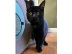 Bagheera Domestic Shorthair Young Female