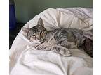 Clover(fostered in Bellevue) Domestic Shorthair Kitten Male