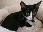 Mercedes (23-607) Domestic Shorthair Kitten Female