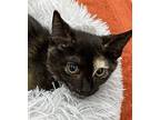 Tatiana Domestic Shorthair Kitten Female