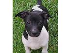Katie Jack Russell Terrier Puppy Female