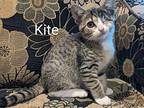 Kite Domestic Shorthair Kitten Female