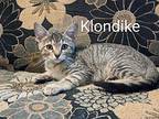 Klondike Domestic Shorthair Kitten Male