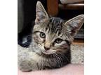Piper Callahan Domestic Shorthair Kitten Female