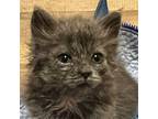 Ireland Domestic Longhair Kitten Female