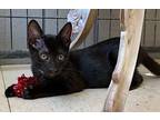 BYRON Domestic Shorthair Young Male