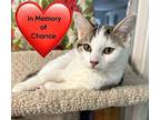 Woody Domestic Shorthair Young Male