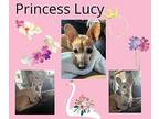 Princess Lucy Chihuahua Adult Female
