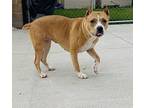 Lillith American Pit Bull Terrier Adult Female