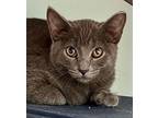 Smokey Domestic Shorthair Kitten Female