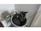 Marlow Flower Domestic Shorthair Adult Female