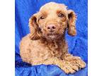 Laura Galbo Poodle (Miniature) Adult Female