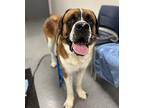 Titan St. Bernard Adult Male