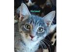 Nermal Domestic Shorthair Kitten Male