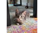 Murder Mittens 33611-c Domestic Shorthair Kitten Female