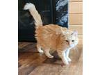Tangerine Domestic Longhair Young Female