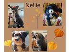 Nellie Airedale Terrier Adult Female