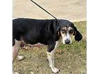 Halima Coonhound Adult Female