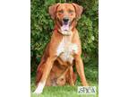 Hunter Hound (Unknown Type) Adult Male