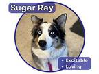 Sugar Ray Australian Shepherd Adult Male