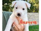 Aurora Autumn Labrador Retriever Puppy Female