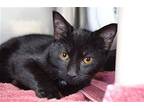 Stewart Domestic Shorthair Young Male