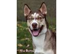 Tim Burton Husky Adult Male