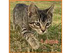 LEENA Domestic Shorthair Kitten Female