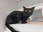 NICK CAGE Domestic Shorthair Young Male