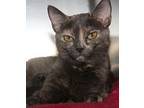 Mazie (Spayed) Empty-Nester Domestic Shorthair Adult Female