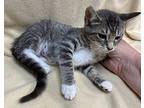 Pixie Domestic Shorthair Kitten Female