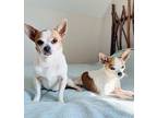 Bailey & Dewey Chihuahua Adult Male
