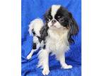 Archie Galbo Japanese Chin Young Male