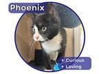 Phoenix Domestic Shorthair Kitten Male
