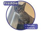 Freddie Domestic Shorthair Kitten Male