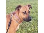 Foxy Black Mouth Cur Young Female