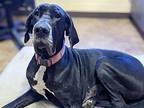 Hexi Great Dane Young Female