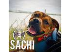 Sachi Mae Boxer Adult Female