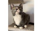 Chandler American Shorthair Kitten Male