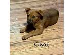 Chai Mixed Breed (Medium) Puppy Female