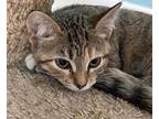Stella Domestic Shorthair Kitten Female
