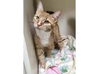 Ellie May Domestic Shorthair Young Female