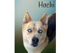 Hachi Adult Male